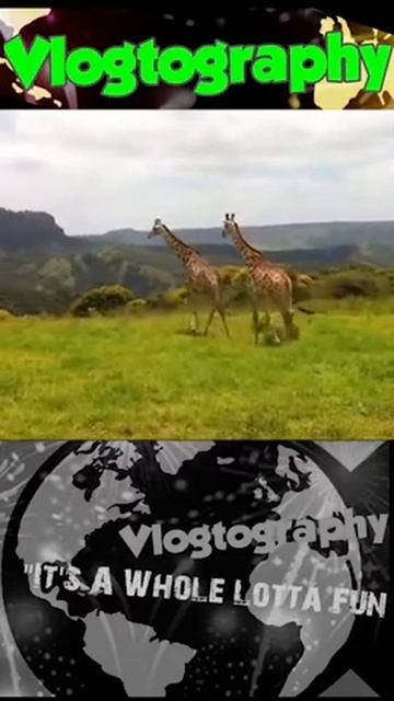 MAJESTIC, GIRAFFE, Running Free, South Africa, #shorts смотреть онлайн