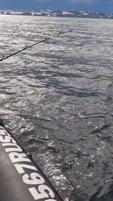 отличная морская треска смотреть онлайн