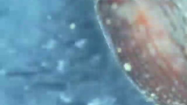 Weevil 2; Return of the Dorytomus смотреть онлайн