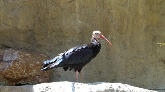 CatTV: Take Your Cat to San Diego Safari Park: Southern Bald Ibis смотреть онлайн