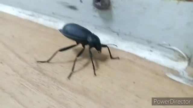 Beetle - Carabus смотреть онлайн