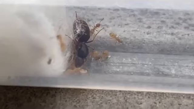 Lasius flavus (Spain) 30.12.2020 смотреть онлайн