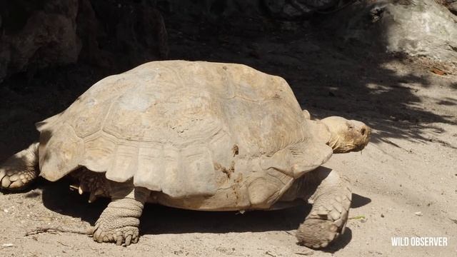 African spurred tortoise 4K (Centrochelys sulcata) Schildkröte, Tortue, Tartaruga,Tortuga,Testuggin смотреть онлайн