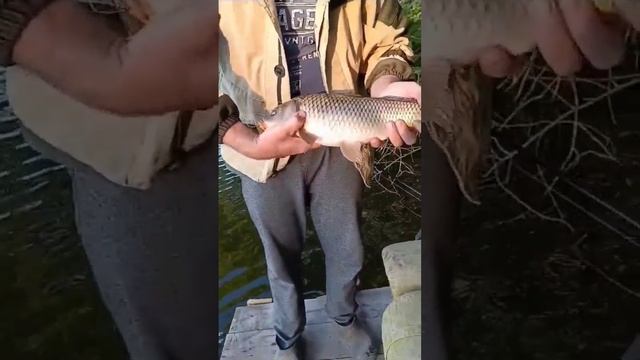 Пенсионеры не Забирайте такую Рыбу ещё Маленькая.#а4#рек#амур#карп#карась#сазан#коя#тренды смотреть онлайн