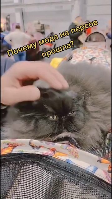 Почему персы пропали? смотреть онлайн