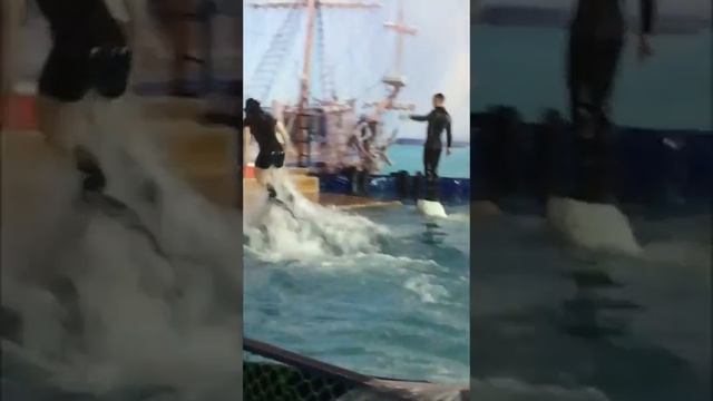 Darishka love ❤️ в дельфинарии часть 2 смотреть онлайн