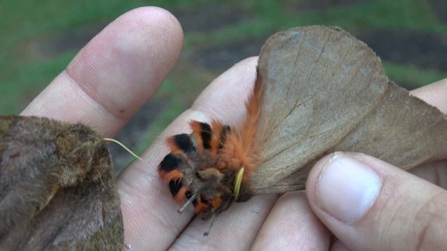 GIANT MOTHS I found in BRAZIL TODAY! (Saturniidae) смотреть онлайн