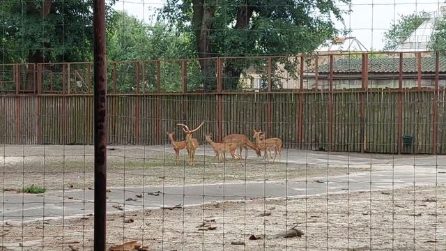 Семейство оленей в Киевском зоопарке смотреть онлайн