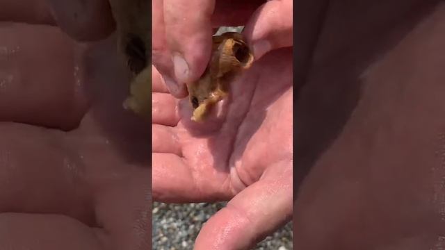 Морской домик #всочиумаши смотреть онлайн