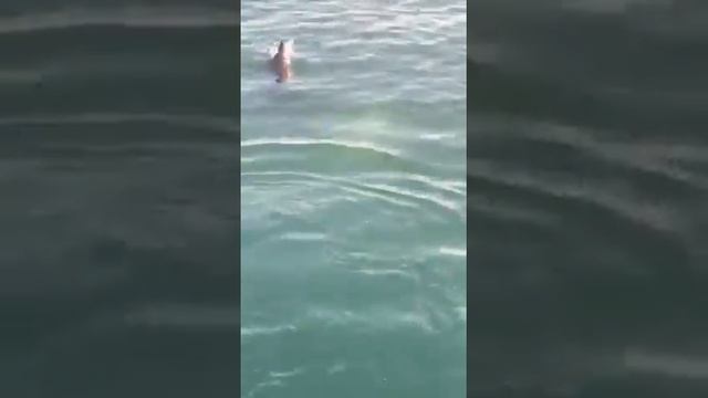 Дельфины ловят кефаль в Одесском порту смотреть онлайн