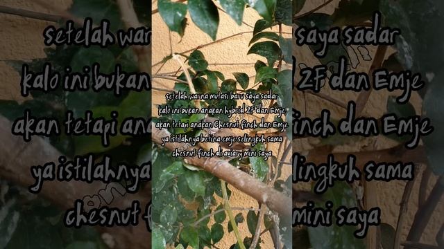 Hybrid Finch part 1, Chesnut finch vs Society finch (emprit jepang) смотреть онлайн