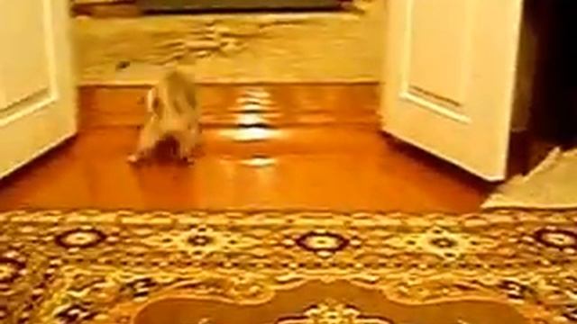 смешные кошки смотреть онлайн