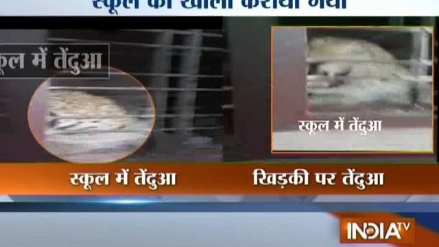 Leopard Enters School in Chikmagalur, Karnataka - India TV смотреть онлайн