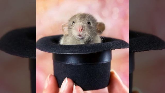 cute and funny rats.adorable animals смотреть онлайн