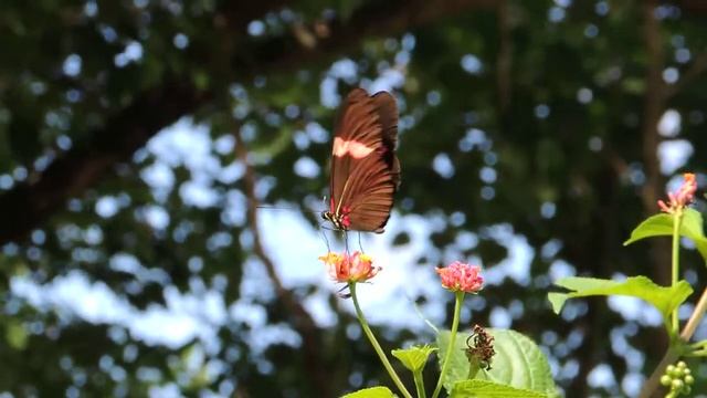Mariposa Heliconius erato смотреть онлайн