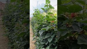 Лучший, для бизнеса и не только, сорт ежевики на участке.https://t.me/vladkovalef