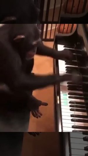 Обезьяна играет на пианино🐵/funny monkey playing piano😆
