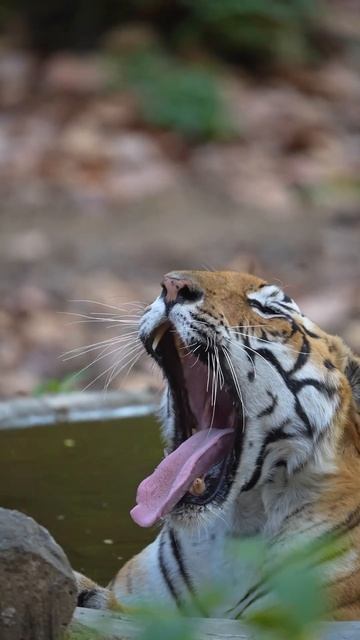 Tiger yawn #tiger #wildlife #wildlifephotography #nature смотреть онлайн