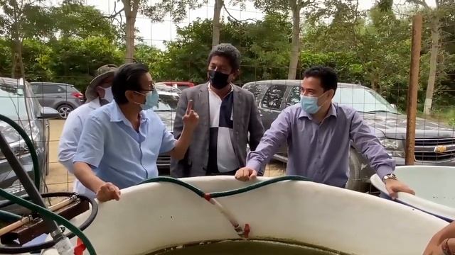 Andinoacara rivulatus (Vieja Azul). FCA-UTMACH. ESTACIÓN DE MARICULTURA - ACUICULTURA смотреть онлайн