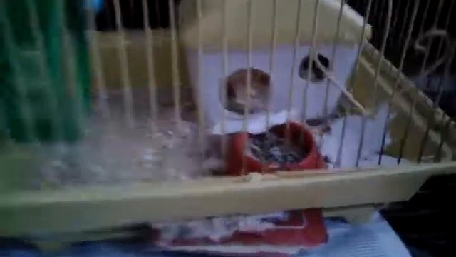 Всё что нужно для хомяка смотреть онлайн