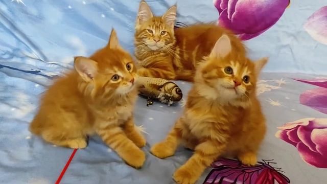 Питомник Золото Мирославы Владимирская обл смотреть онлайн