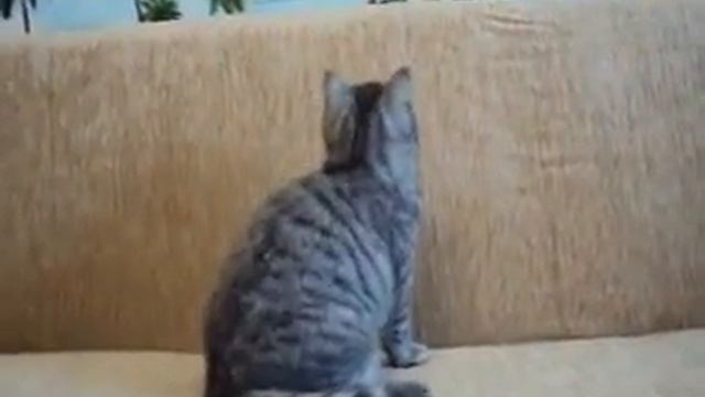 Samara Locusta Style смотреть онлайн