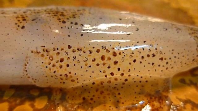 ベイカの体表模様 смотреть онлайн