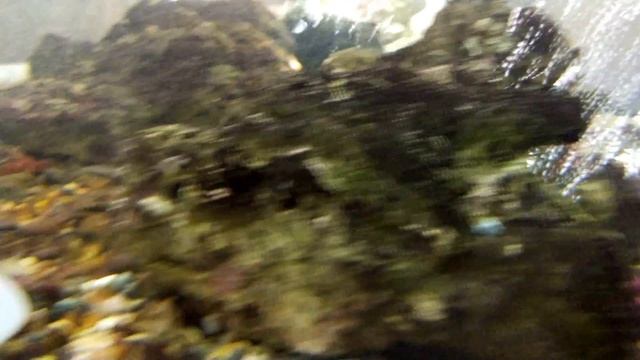 Jellyfish/Medusozoa 水母(清水休息站) смотреть онлайн