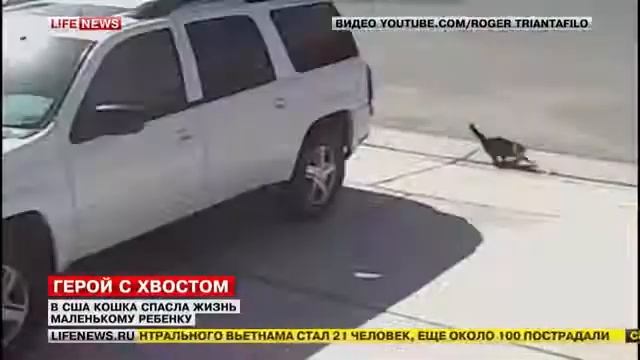 кошка спасла ребенка растерзанного собакой смотреть онлайн