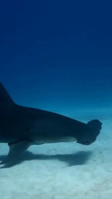 Hammerhead Shark Filmed in de Bahamas #shorts #sharks #shark #hammerheadshark смотреть онлайн