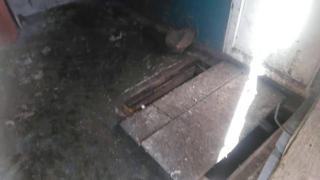 Вьетнамская вислобрюхая свиноматка смотреть онлайн