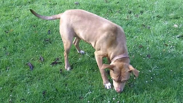 Pit Bull Mia & SS Marley mooching. смотреть онлайн