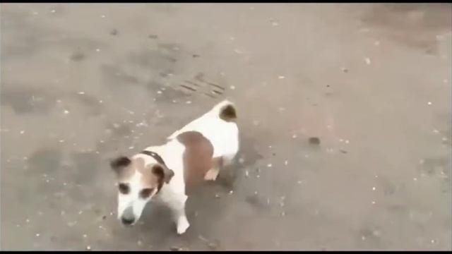 Собака И Пивная Кега!