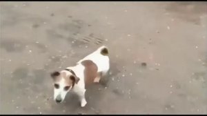 Собака И Пивная Кега!