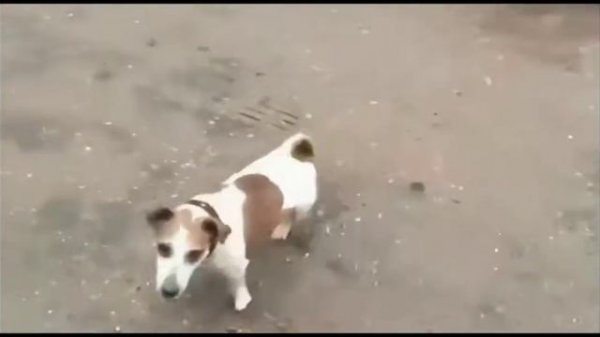 Собака И Пивная Кега!