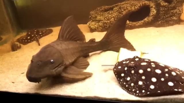 Potamotrygon leopoldi and panaque suttoni смотреть онлайн