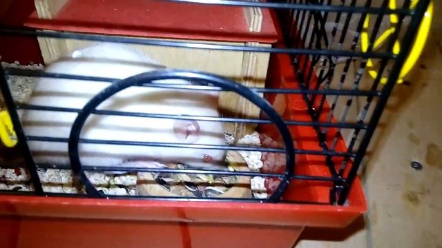 Крысы котам больше не опасны. Если они в клетке. смотреть онлайн