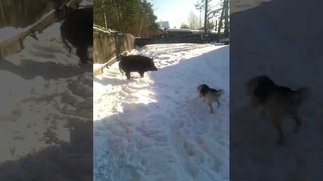 притравка по кабану ,первый раз смотреть онлайн