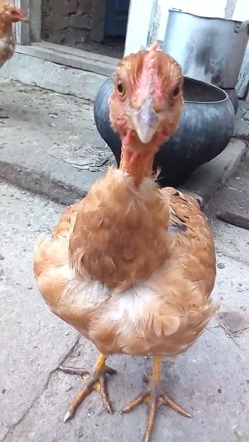 Курочка смотрит неподвижно в камеру😁 смотреть онлайн