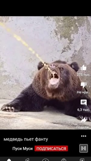 Медведю ссут в рот