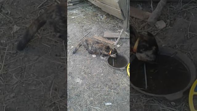 Вот это я называю лучшие друзья! Кошка и Кролик смотреть онлайн