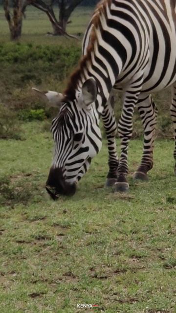 Nature's beautiful wildlife Scenes Zebras смотреть онлайн