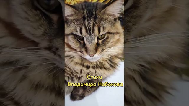 Набоков. Стихи. смотреть онлайн