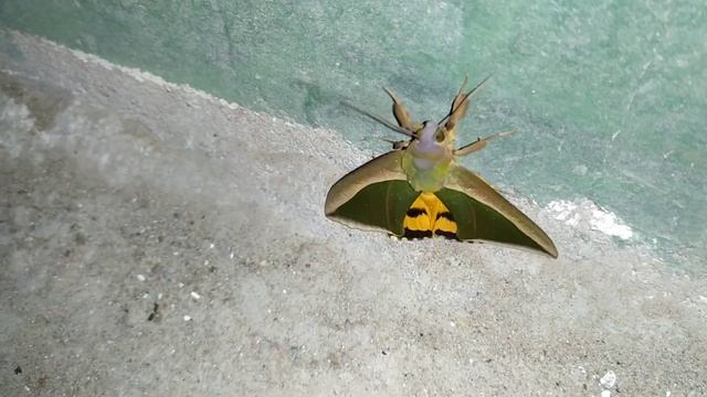 Green fruit piercing moth || смотреть онлайн