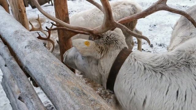 Беляш смотреть онлайн