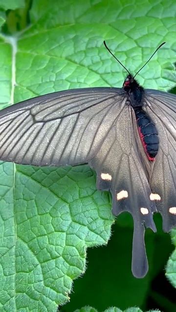 МАХАОН. Владивосток. Ботанический сад. #владивосток #махаон #butterfly смотреть онлайн