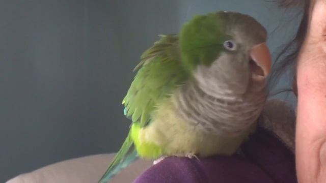 18 Year Old Quaker Parrot Talking (Волнистых попугаев) смотреть онлайн