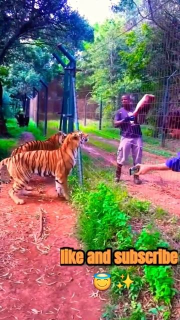 Double TIGER Attacks 😱🙀🐯 | Lunch TIME Boys or Girls may be 😄😄 | #shorts смотреть онлайн