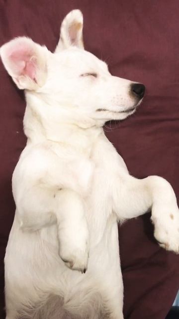 Спокойной ночи малыши🐶 #джекрассел#jackrussell#джекрасселтерьер#jackrussellcv#щенки#собаки смотреть онлайн