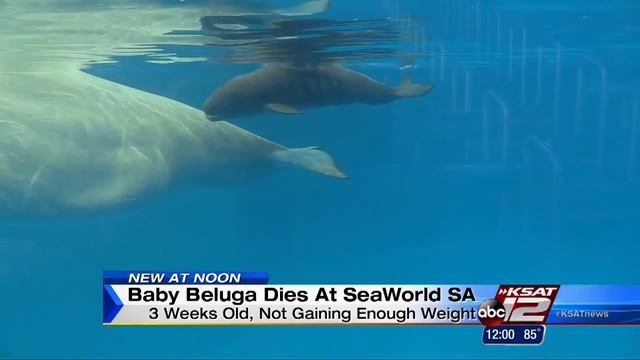 Beluga calf dies at SeaWorld San Antonio смотреть онлайн